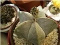 astrophytum